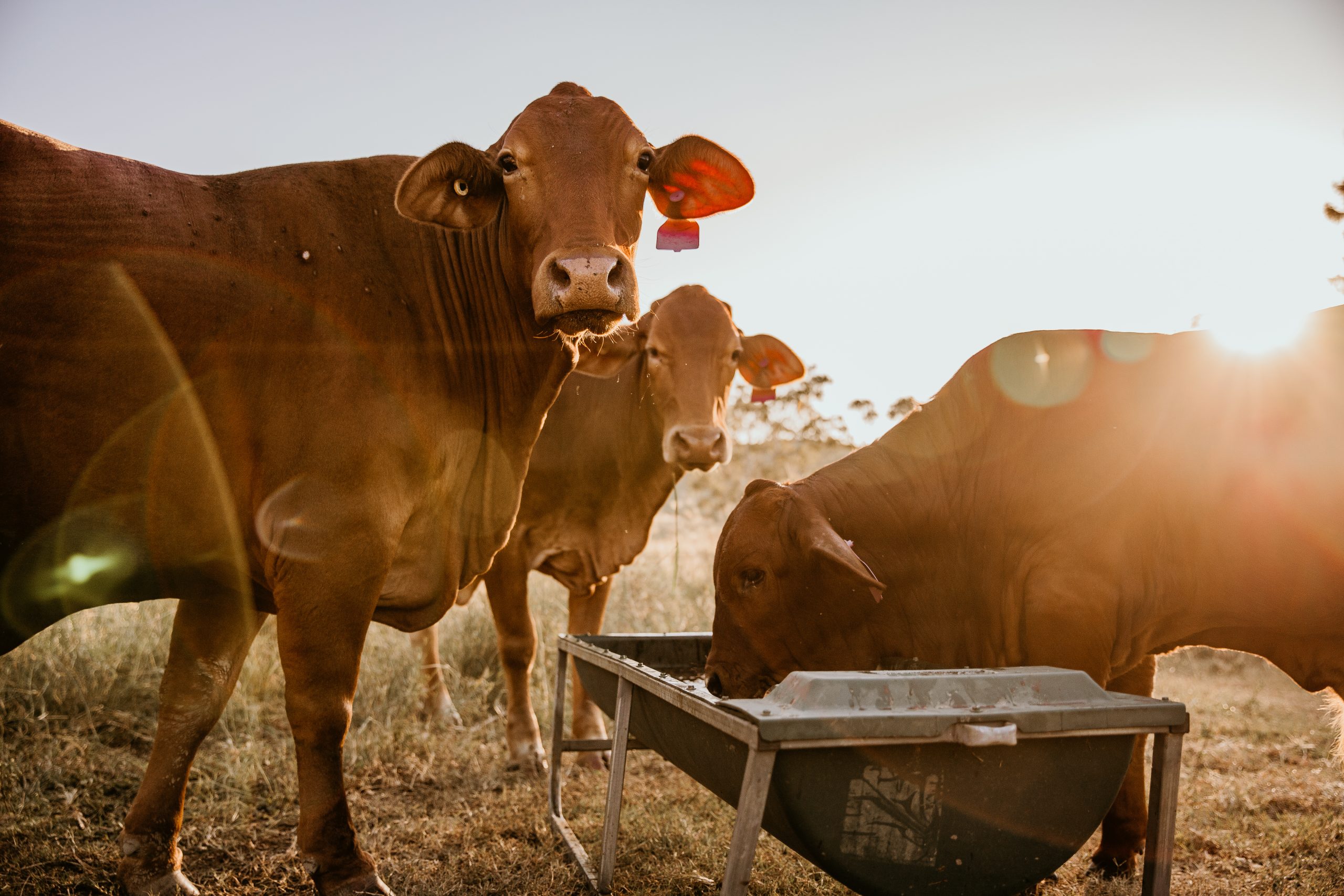 baby cows enjoying liquid animal feed in the morning