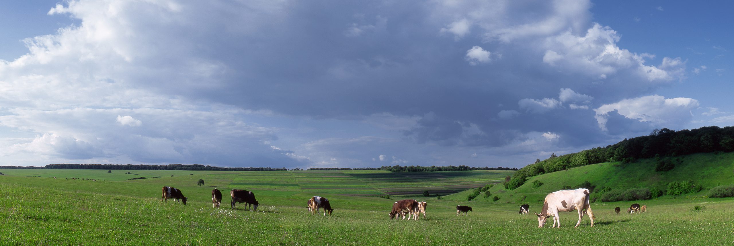 Feed Grade Molasses for Sale Bulk Liquid Animal Feed for Cattle