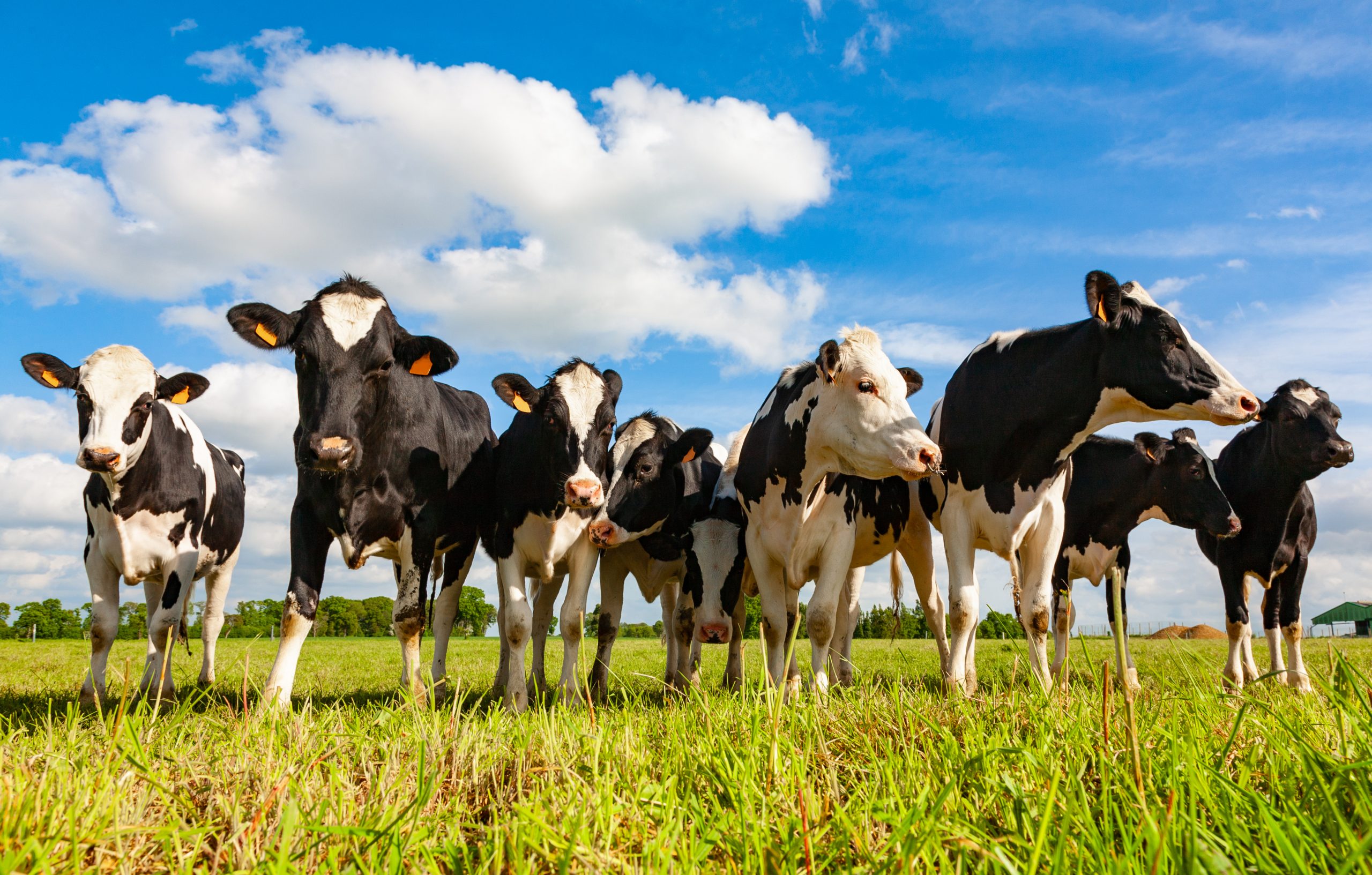 group of cows standing in a pasture