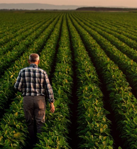 farmer checking field of crops and levels of molasses fertilizer