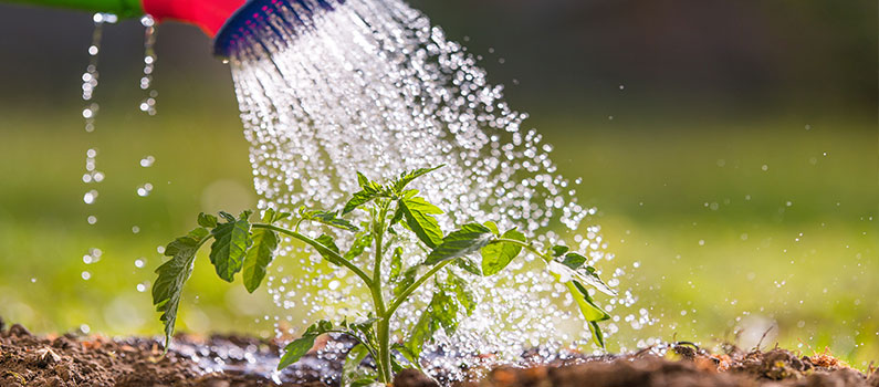 feeding plants molasses