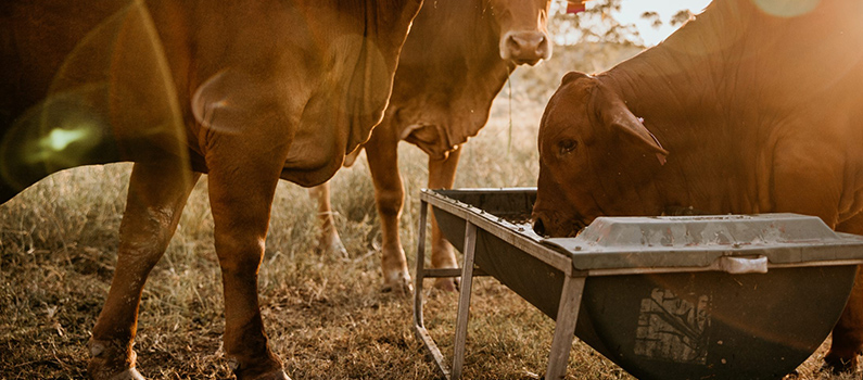 cattle enjoying feed grade molasses